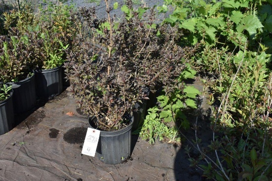 (4) Weigela Alexandra