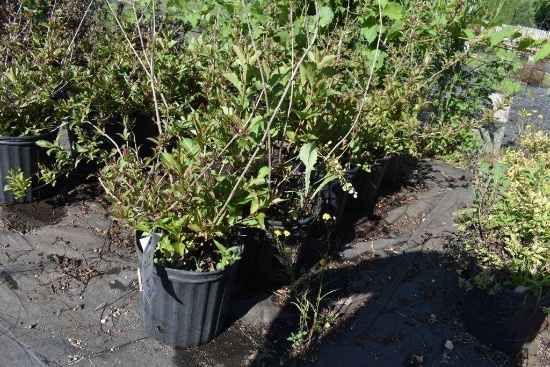 (5) Weigela Florida Rumba