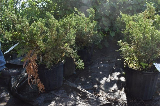 (5) Juniperus Sea Green Evergreens