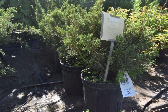 (5) Juniperus Sea Green Evergreens