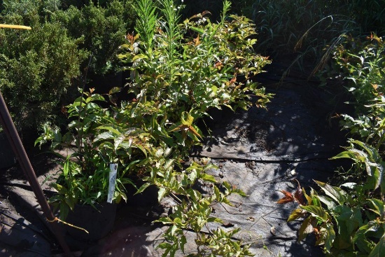 (5) Diervilla Lonicera