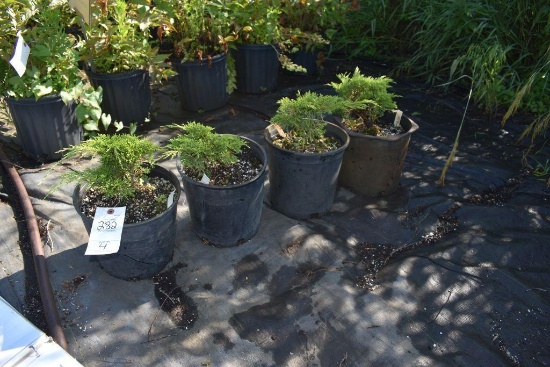 (4) Juniper Mini Arcadia