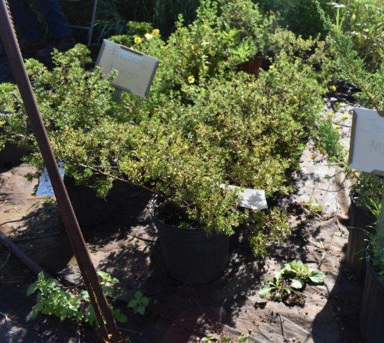(4) Potentilla Fargo