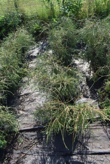 (8) Thuja Arborvitae Filiformis