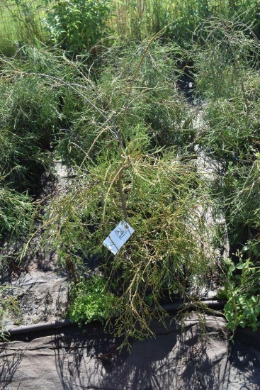 (7) Thuja Arborvitae Filiformis