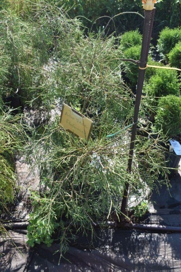 (6) Thuja Arborvitae Filiformis
