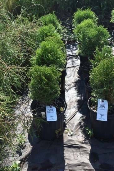 (5) Arborvitae Hetz Midget ( Mini Globe)