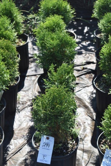 (5) Arborvitae Hetz Midget ( Mini Globe)