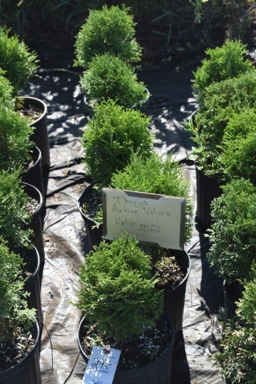 (5) Arborvitae Hetz Midget ( Mini Globe)