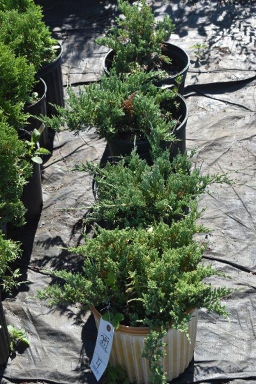 (4) Juniperus Blue Chip
