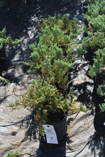 (5) Juniperus Weberi