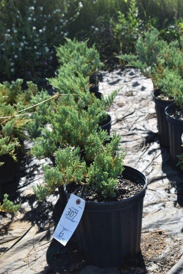 (6) Juniperus Weberi