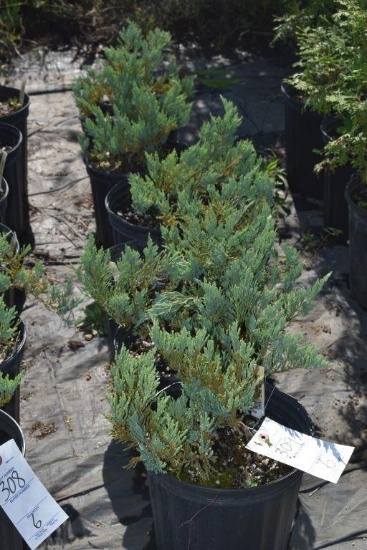 (6) Juniperus Weberi