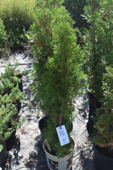 (5) Arborvitae Rosenthalii
