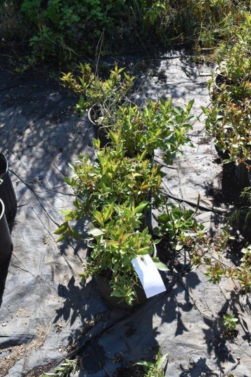 (4) Weigela Minuet