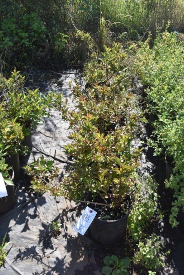 (6) Weigela Red Prince