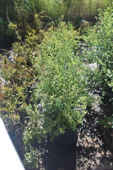 (6) Spiraea Renaissance