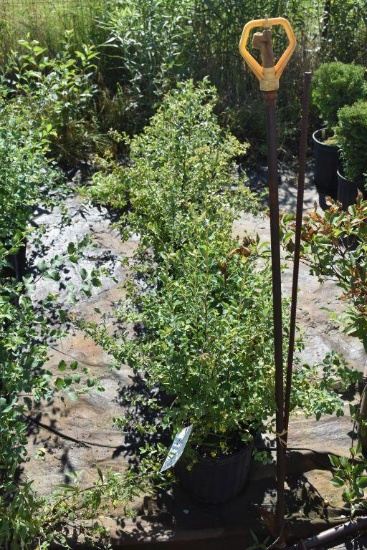 (6) Spiraea Renaissance