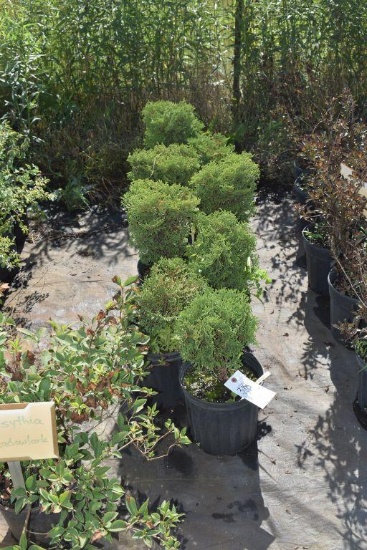 (8) Thuja Arborvitae Hosserii