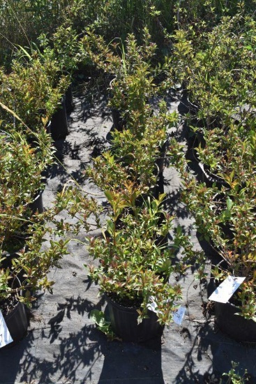 (6) Weigela Rumba