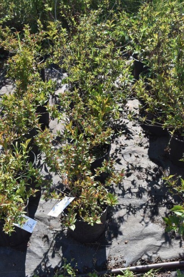 (6) Weigela Rumba