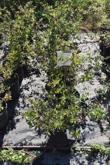 (7) Weigela Rumba