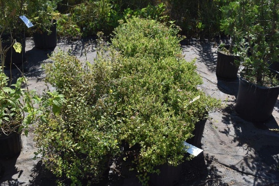 (15) Spiraea Little Princess