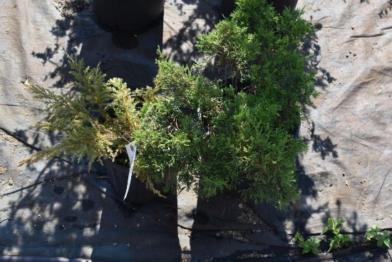 (2) Juniper Daubs Frosted