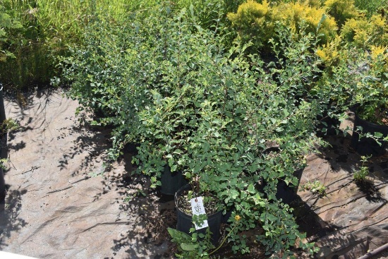 (10) Spirea Tor