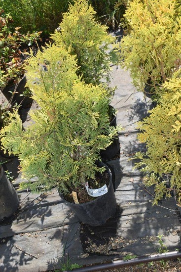 (2) Thuja Yellow Holmstrup