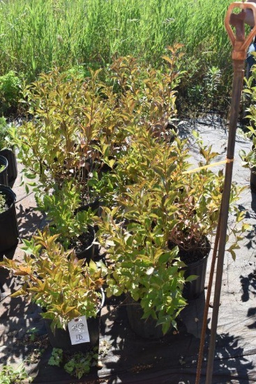 (10)Weigela Rumba