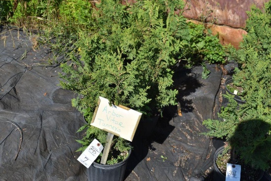 (7) Arbor Vitae Tunneys
