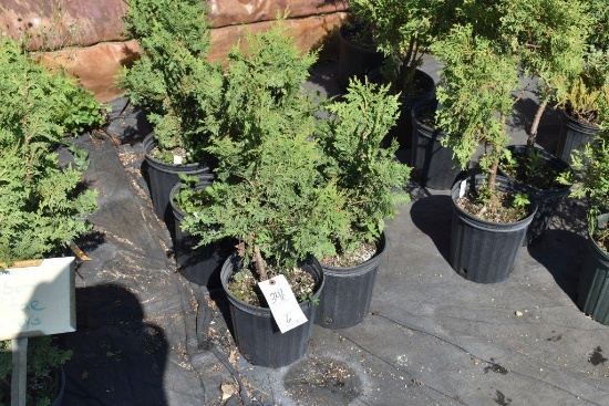 (6) Arbor Vitae Tunneys