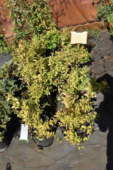 (10) Spirea Gold Mound