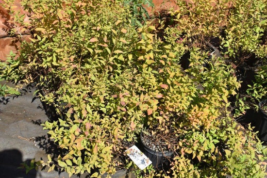 (9) Spirea Gold Flame