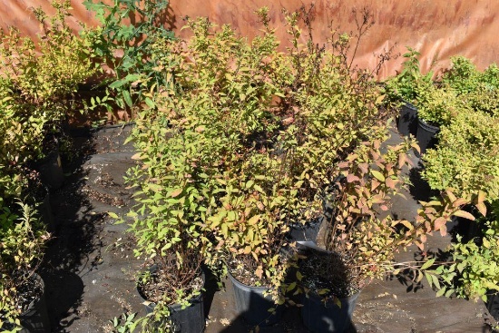 (8) Spirea Gold Flame