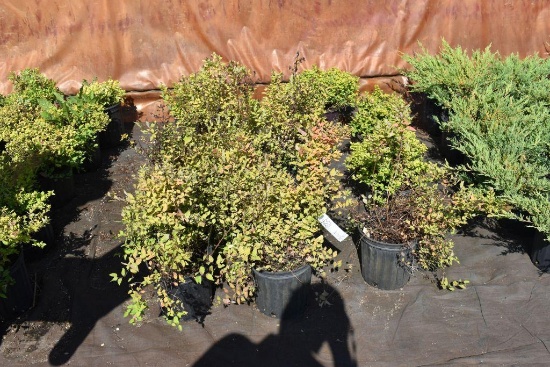 (11) Spirea Mertyann