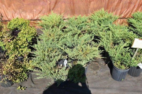 (9) Juniperus Horizontal Compact Andorra