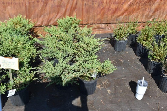 (7) Juniperus Horizontal Compact Andorra