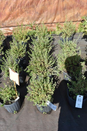 (4) Potentilla Mc Kays