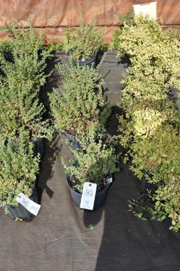 (4) Potentilla Mc Kays