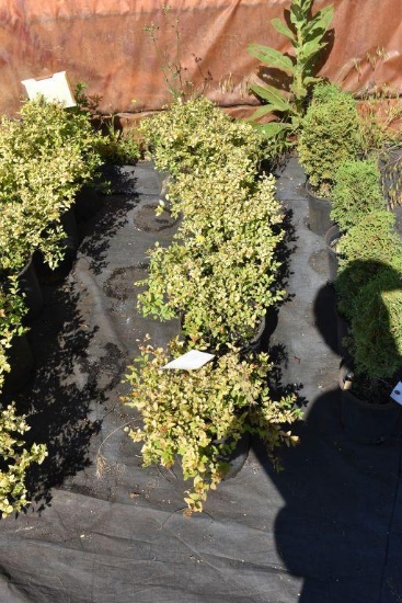 (6) Spirea Lemon Princess