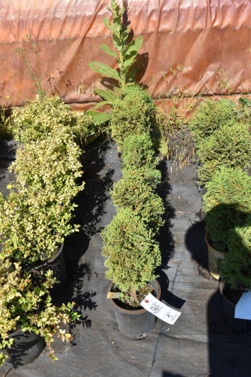 (5) Thuja Little Gem