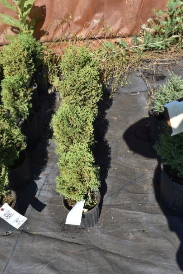(4) Thuja Little Gem