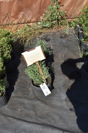 (2) Thuja Arbor Vitae Linesville