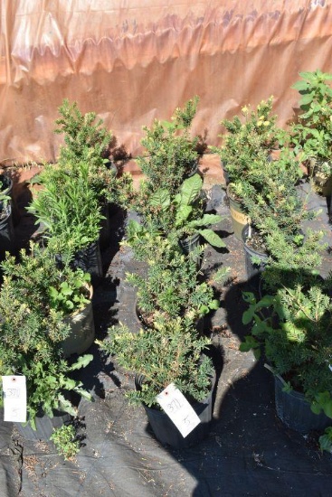 (5) Taxus- Yew Taunton