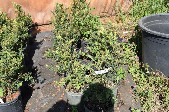 (13) Taxus- Yew Taunton