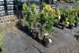 (5) Thuja-Abor Vitae Malonyana-Pryamidal
