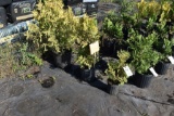 (3) Thuja-Abor Vitae Yellow ribbon
