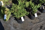 (1) Thuja Screenmaster
